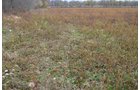 Property photo 14 - 80 Acres & Home - Property Offered in 4 Tracts from 2.3 to 30.0 Acres
